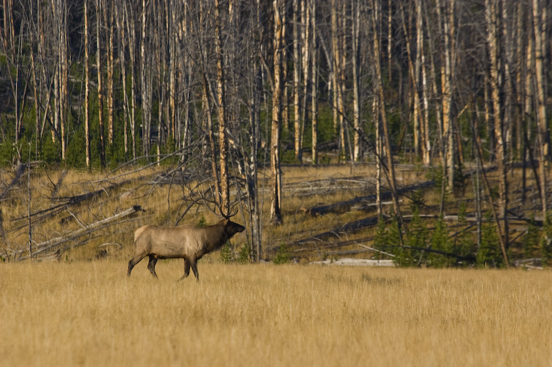 Elk